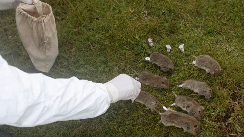 China issues bubonic plague warning for Inner Mongolia city | CBC News