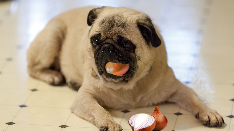 Can Dogs Eat Onions - Here's The Real Reason Why They Shouldn’t