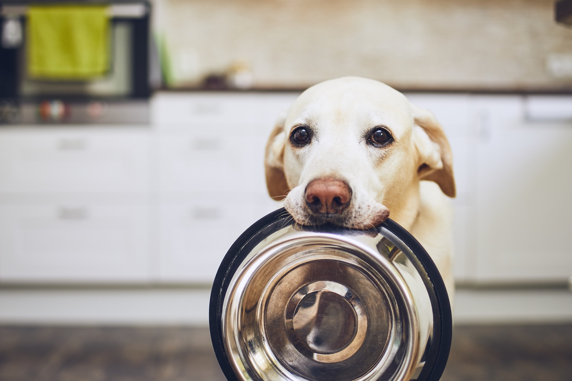 can dogs eat onions