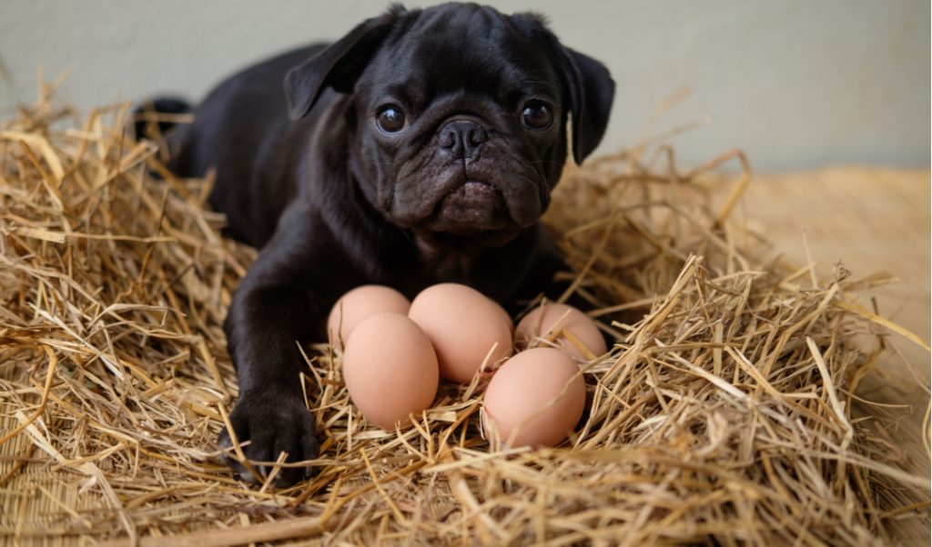 can-dogs-eat-hard-boiled-eggs-a-good-guide-for-your-pet