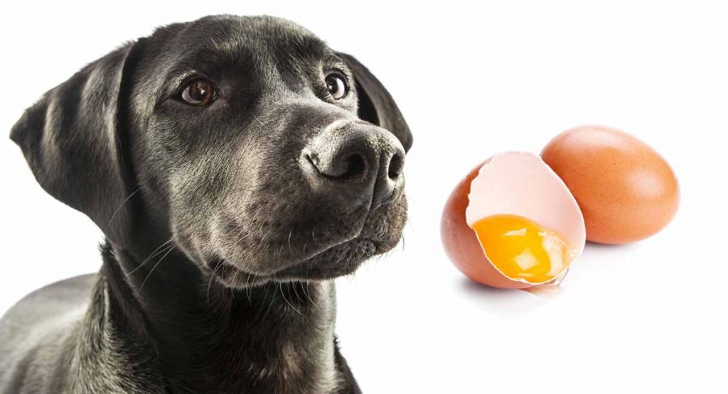 Can Dogs Eat Hard Boiled Eggs? A Good Guide For Your Pet