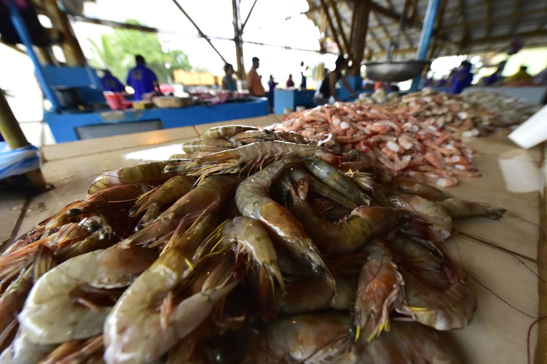China suspende la importación de gambas de Ecuador al detectar ...