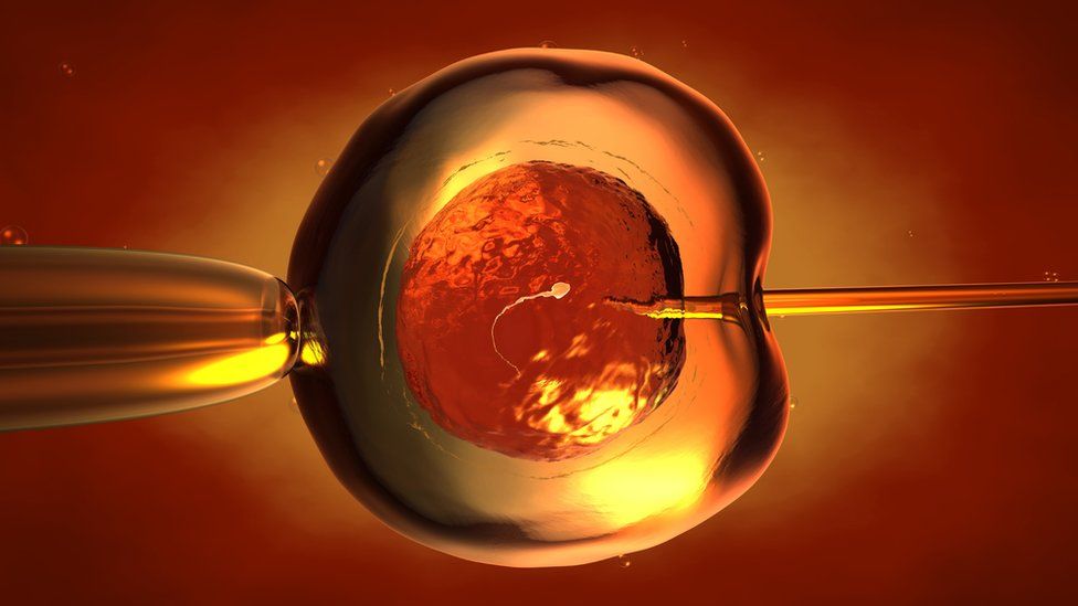 Qué son los "humanimales" y cómo Japón quiere ser el primer país ...