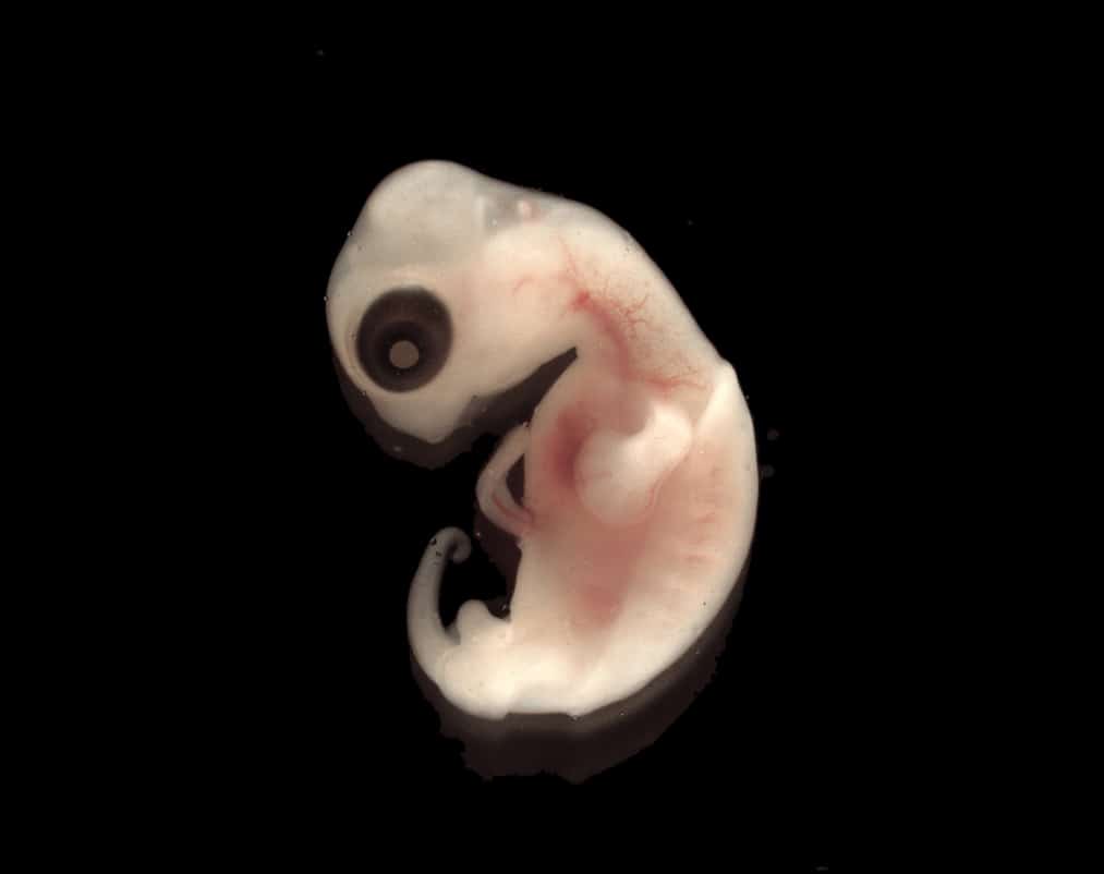 Gran avance en la ciencia, desarrollan el primer embrión humano-oveja