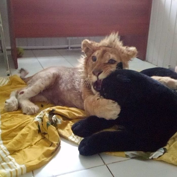 Rescatan a un cachorro de león que tenía las patas rotas para que ...