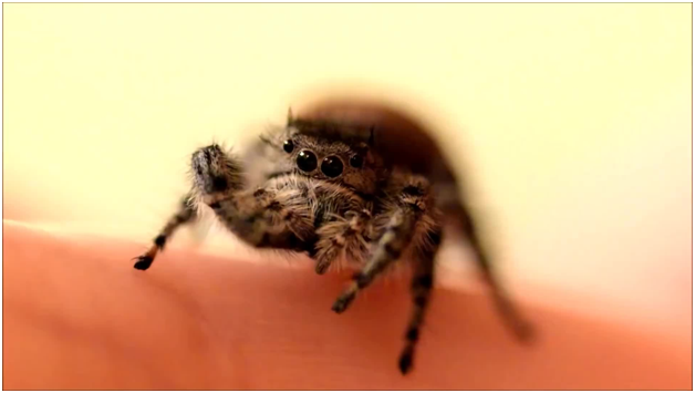 Spiders Are Cute And Here Are 8 Fabulous Reasons Why