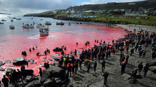 Sea turns red in Faroe Islands as 250 whales slaughtered in ...