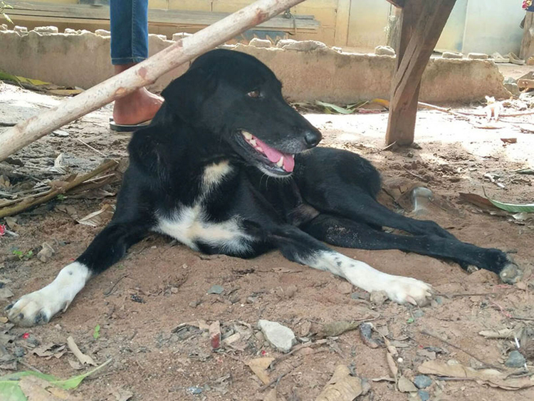 dog saves newborn