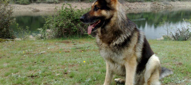 Se ve obligado a comerse a su perro