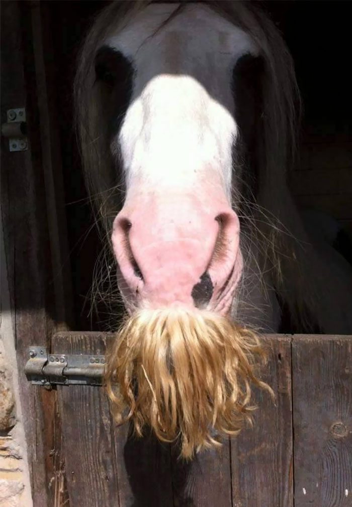 horses with mustaches