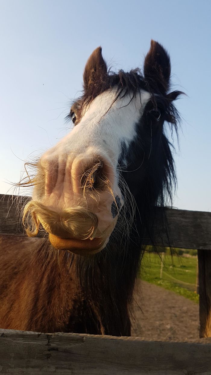 horses with mustaches