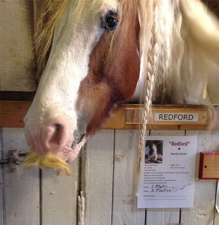 horses with mustaches