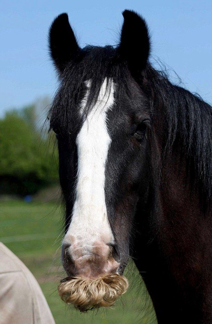 horses with mustaches