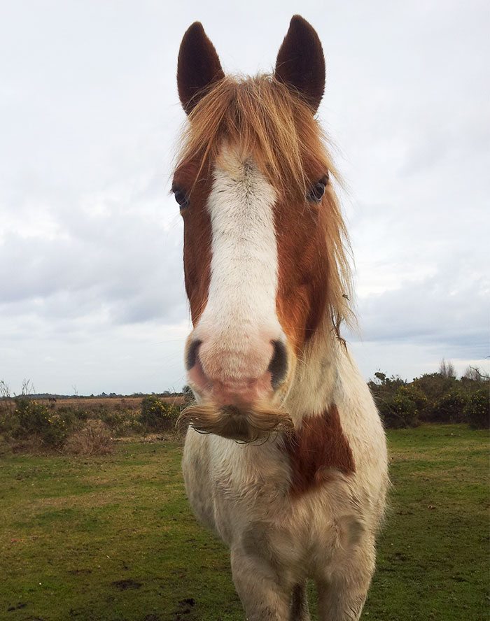 horses with mustaches