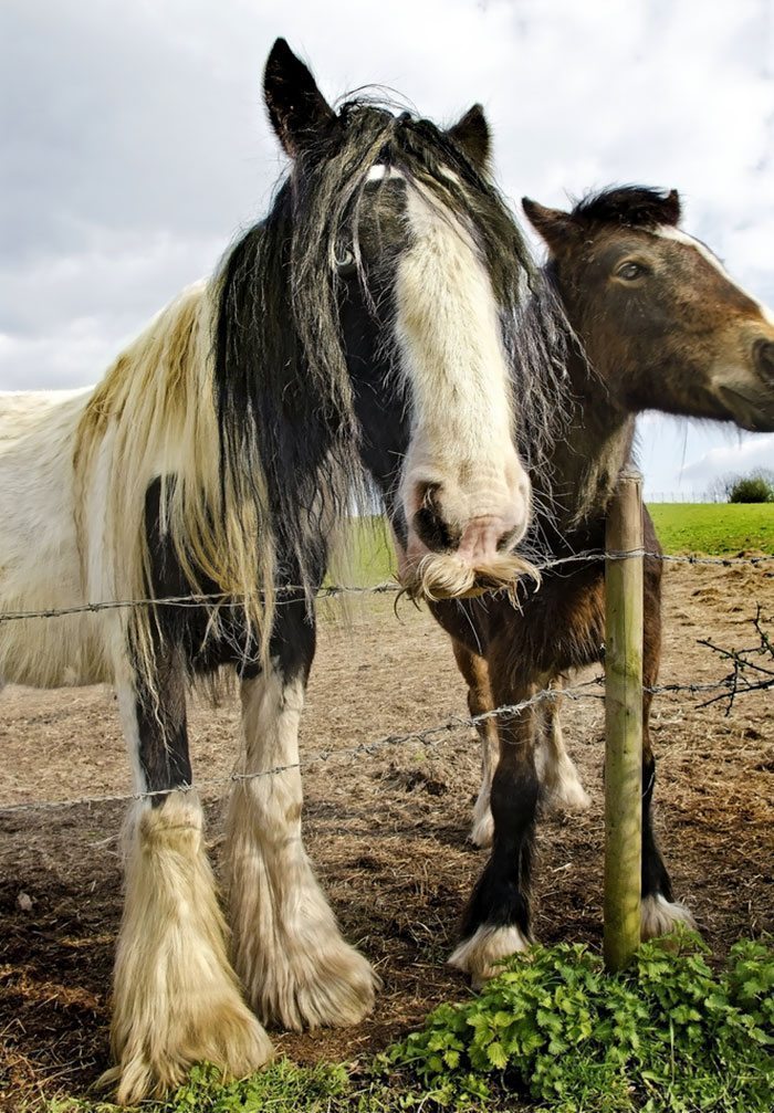 horses with mustaches