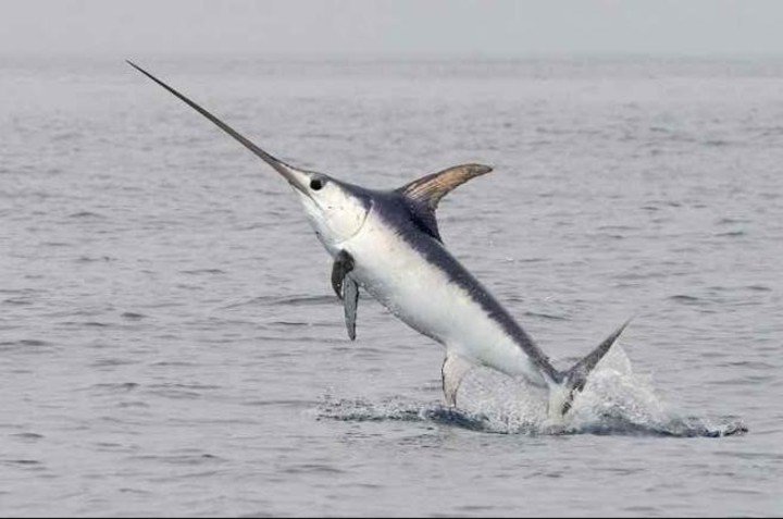 Un joven fue atacado por un pez espada: "Saltó del agua y me ...