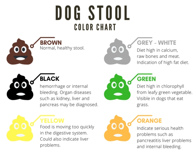 White Poop In Dogs: What It Means And Other Colors That Need Attention