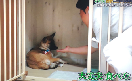 みやぞん 志村どうぶつ園 保護犬 企画に批判続出 嫌いになりそう 虐待を見てるよう Hachibachi
