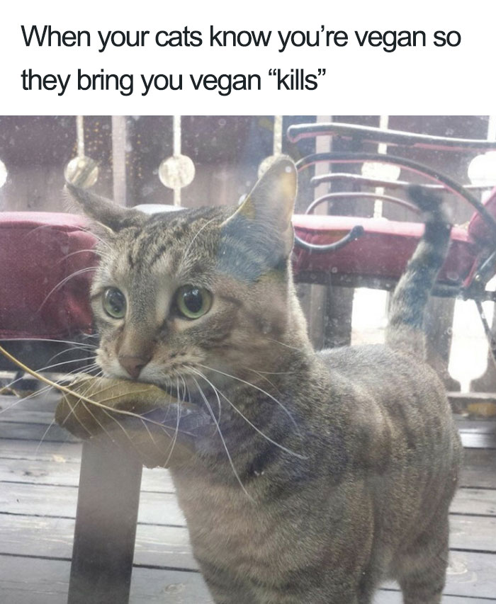 Veggie Animal Vegan Jokes Vegetarian Memes Vegetarian Jokes - Gambaran
