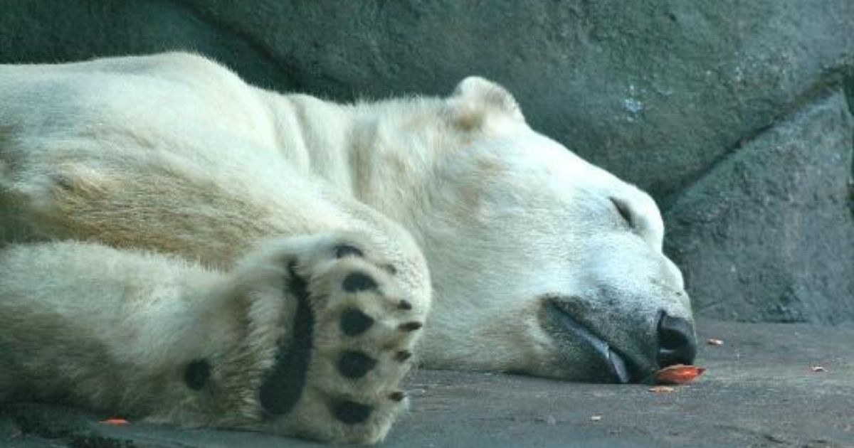 Polar Bear Dies At 24 Years Old In Minnesota's Como Park Zoo - Small Joys