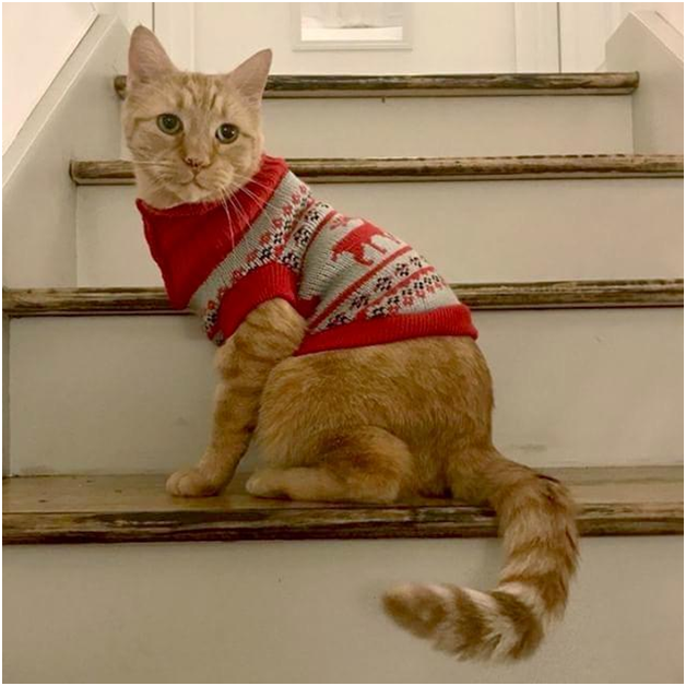 cats with sweaters