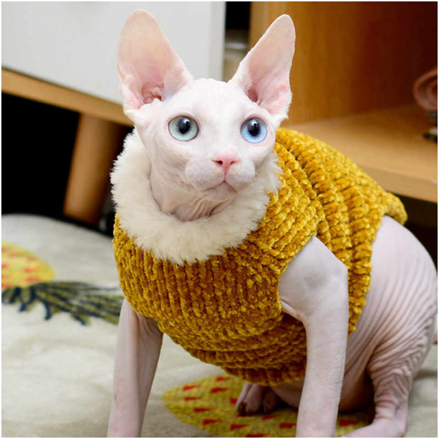 cats with sweaters 