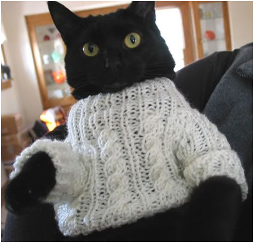 cats with sweaters 