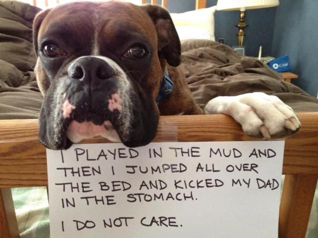 dog shamed