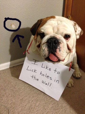 dog shamed