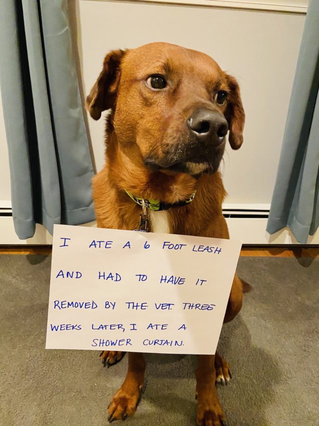 dog shamed