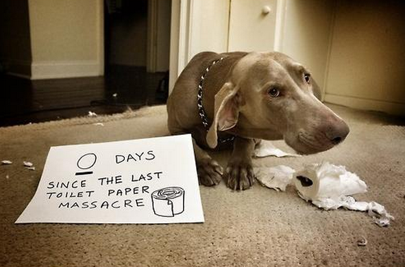 dog shamed