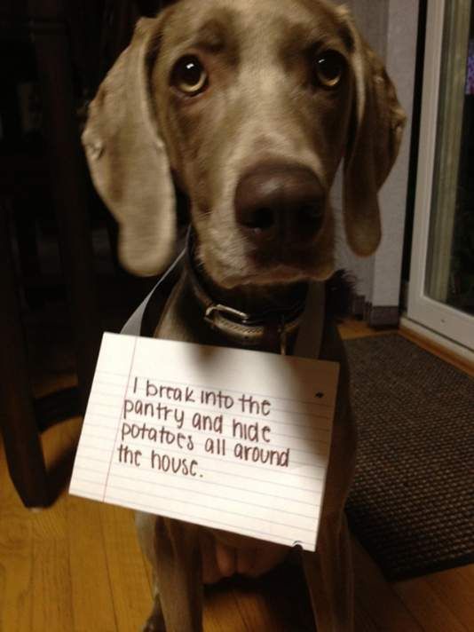 dog shamed images