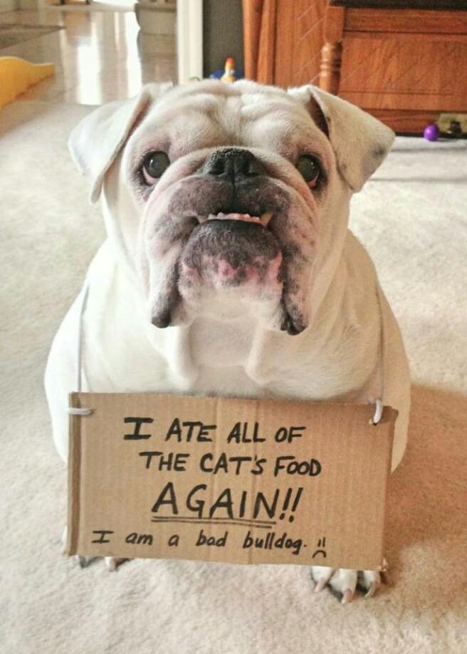 Bulldog Hall of Shame | Funny dog signs, Animal shaming, Bulldog