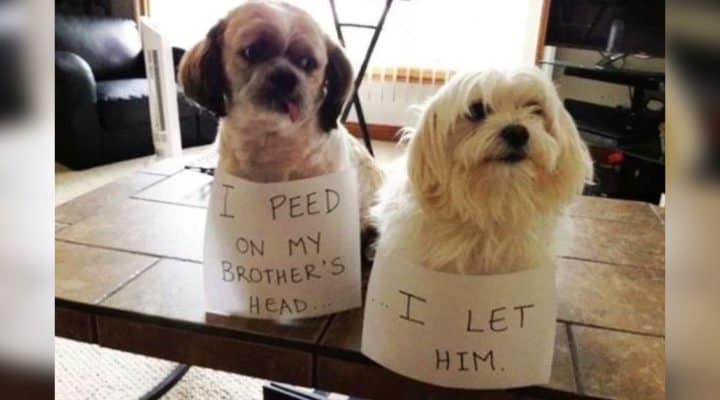 dog shamed images