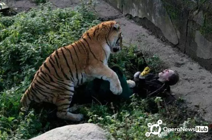 Moment A Tiger Mauls Female Zookeeper To Death In Front Of ...