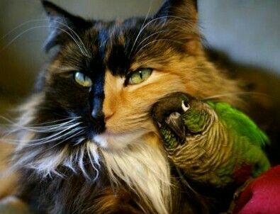friendship with animals