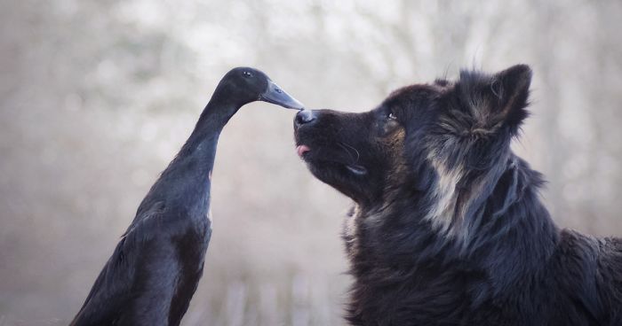 friendship with animals