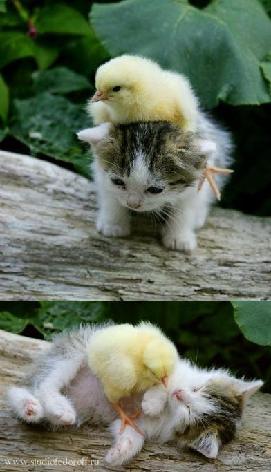 friendships with animals