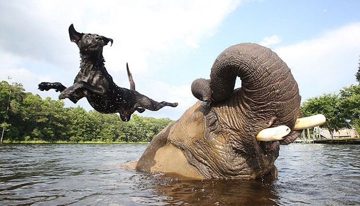 friendship with animals