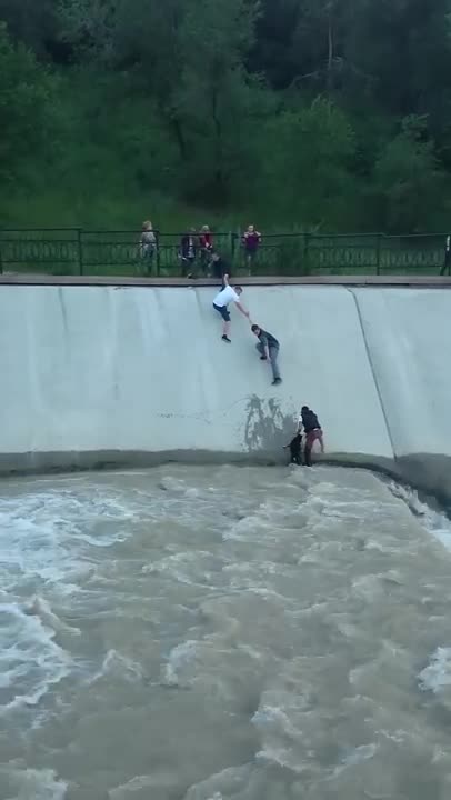 dog rescue