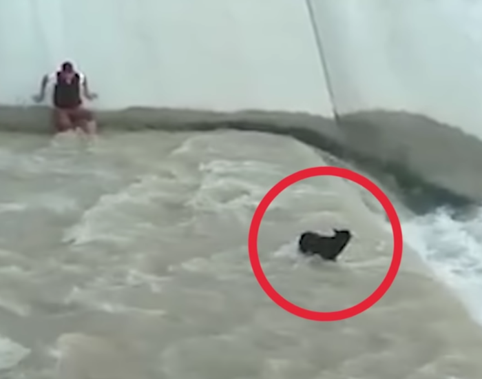 dog rescue