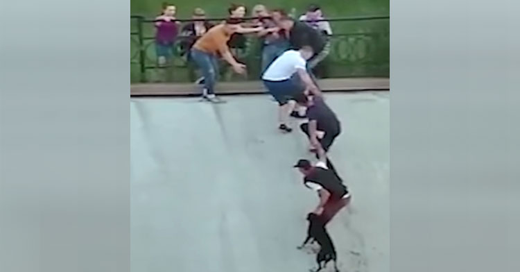 dog rescue