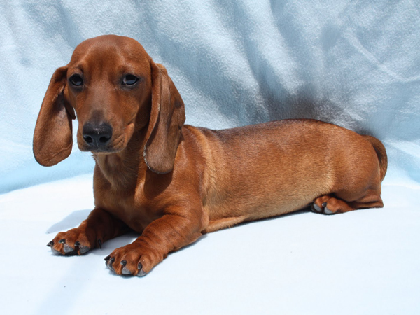 Raza Dachshund o perro salchicha ¿Cómo son estas mascotas?