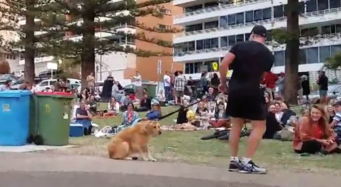 dog plays dead