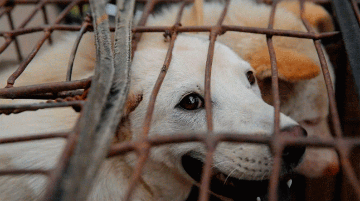 Polémica en Corea del Norte: promueven la carne de perro como un ...