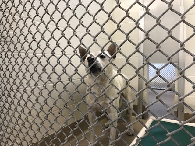 Perro violado por sus dueños se volvió agresivo y lo sacrificaron ...