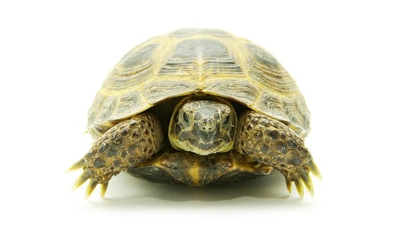 turtles without shells