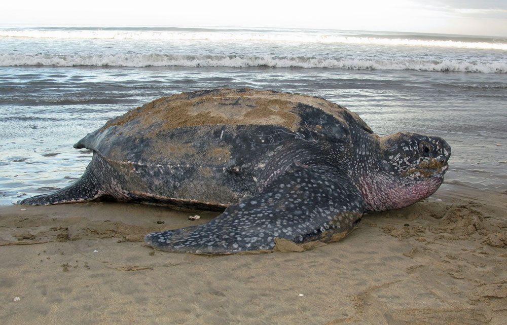 turtles without shells