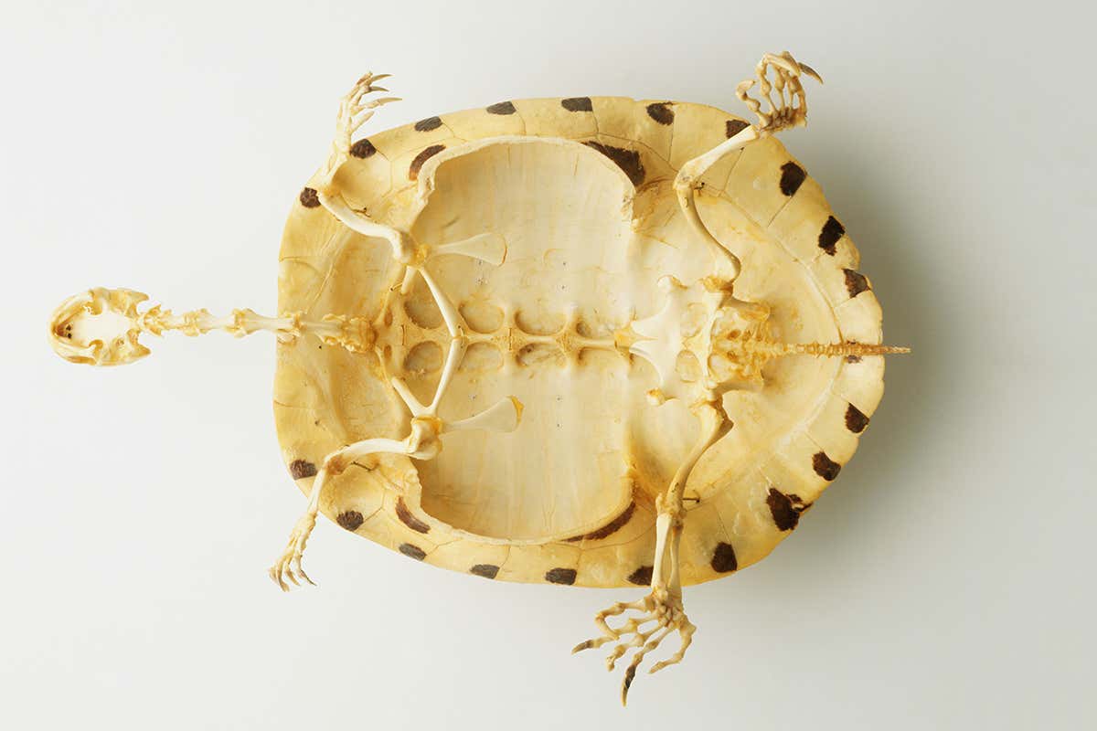 turtles without shells