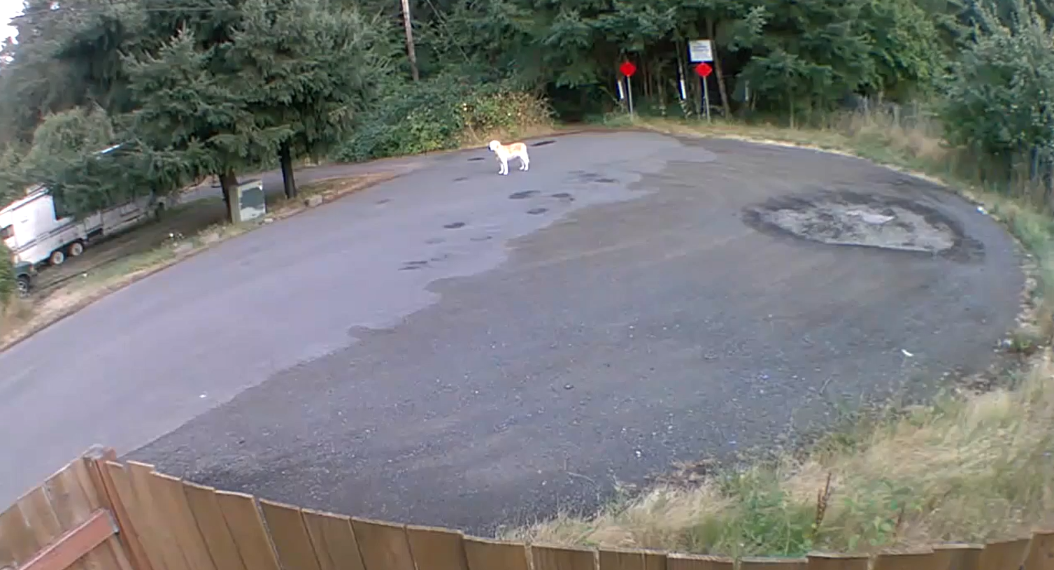 Golden Retriever Abandoned